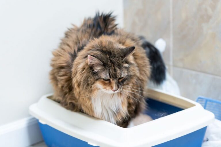 The Best Cat Home Remedies for Stool