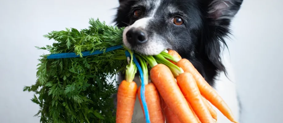 Essential Vitamins And Minerals For Your Dogs